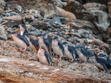 Blue Penguin Colony