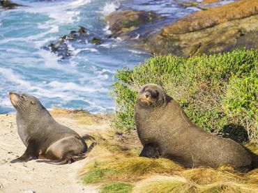 New Zealand Fur Seals